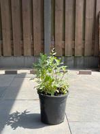 Salvia Caradonna - Tuinplant, Tuin en Terras, Planten | Tuinplanten, Volle zon, Vaste plant, Zomer, Ophalen