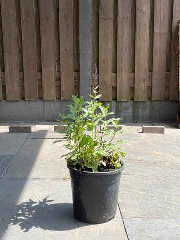 Salvia Caradonna - Tuinplant beschikbaar voor biedingen