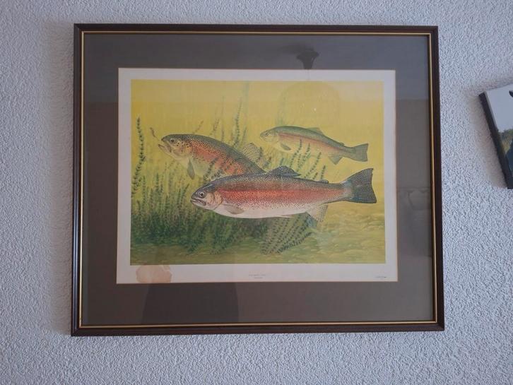 Ingelijste Prent van Regenboogforel, Antiek en Kunst, Kunst | Tekeningen en Foto's, Ophalen