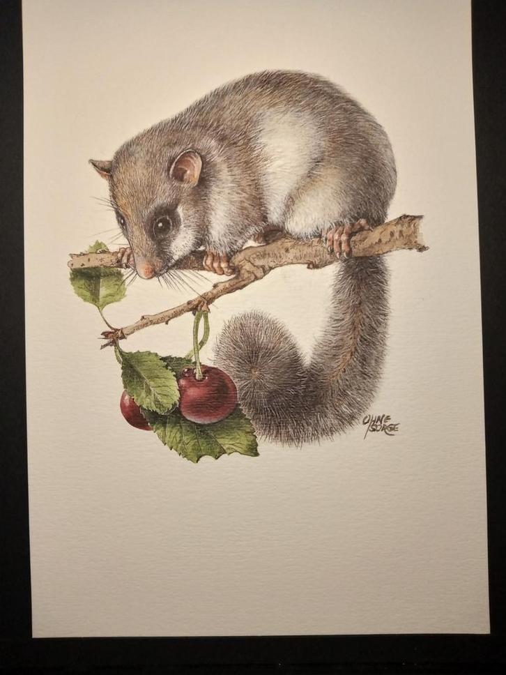 Relmuis, Verzamelen, Foto's en Prenten, Zo goed als nieuw, Prent, Dier, 1980 tot heden, Verzenden