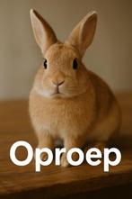 Oproep (gratis) konijn!, Dieren en Toebehoren, Konijnen