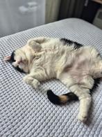 Goud mandje gezocht, Dieren en Toebehoren, Katten en Kittens | Overige Katten, Poes, Kortharig, 6 jaar of ouder