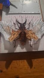 Insecten preperateur aangeboden, Dieren en Toebehoren, Insecten en Spinnen, Overige soorten