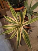 Agave lophantha 'Quadricolor' - Unieke plant!, Volle zon, Vaste plant, Bloeit niet, Ophalen