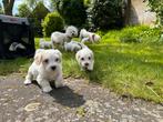 Maltezer pups op zoek naar gouden mandje, Particulier, Rabiës (hondsdolheid), Meerdere, 8 tot 15 weken