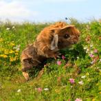Te koop: 2 prachtige cavia-dragers (– Cuy x Borstel), Cavia, Juli, Vrouwelijk, Tam