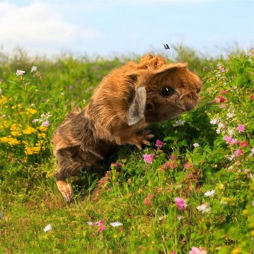 Te koop: 2 prachtige cavia-dragers (– Cuy x Borstel), Dieren en Toebehoren, Knaagdieren, Vrouwelijk, Cavia, Juli, Tam