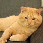 Lieve rode kater en brits korthaar kitten, Dieren en Toebehoren, Katten en Kittens | Overige Katten, Kater