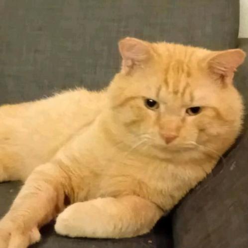 Lieve rode kater en brits korthaar kitten, Dieren en Toebehoren, Katten en Kittens | Overige Katten, Kater