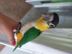 Caique, Geslacht onbekend, Papegaai, Geringd