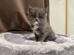 Ragdoll X Maine Coon kittens (Racoons) NOG 2 KITTENS!, Meerdere dieren, Gechipt, 0 tot 2 jaar