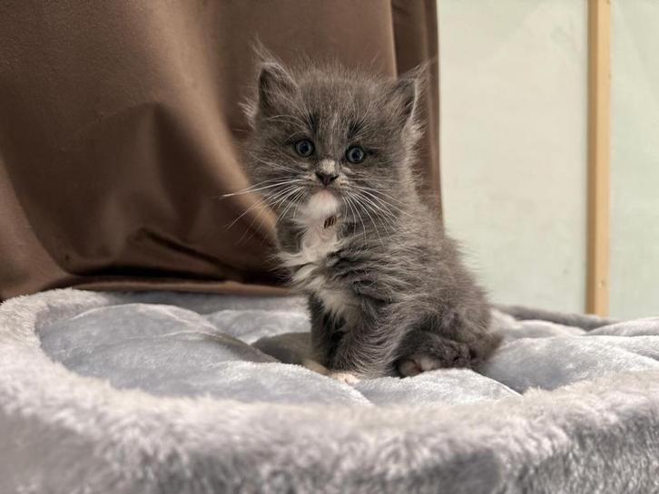 Ragdoll X Maine Coon kittens (Racoons) NOG 2 KITTENS!, Dieren en Toebehoren, Katten en Kittens | Raskatten | Langhaar, Meerdere dieren
