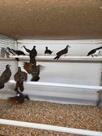 Tamboerijn duiven, Dieren en Toebehoren, Meerdere dieren, Overige soorten