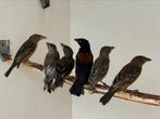 Fluweelwevers - Ploceus nigerrimus, Meerdere dieren, Tropenvogel, Geringd