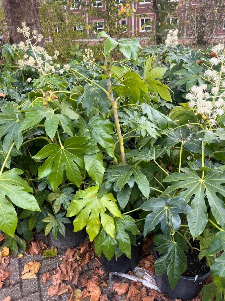Fatsia Japonica – 140cm, Tuin en Terras, Planten | Tuinplanten, Overige soorten, Halfschaduw, Ophalen