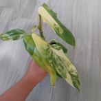 Philodendron Domesticum variegata plant, Ophalen of Verzenden, Overige soorten, Minder dan 100 cm