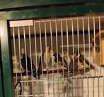 Koppel Majoor Putters, Meerdere dieren, Wildzangvogel