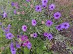 Zaden Catanache caerulea, Verzenden, Volle zon