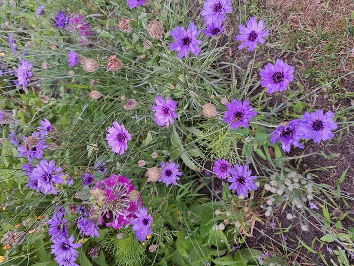 Zaden Catanache caerulea, Tuin en Terras, Bloembollen en Zaden, Volle zon, Verzenden