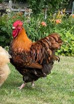 Orpington haan (groot) 2 mnd oud, Goud-Zwart Gezoomd, Dieren en Toebehoren, Pluimvee, Mannelijk, Kip