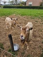 Toggenburger bokken 1 jaar oud, Dieren en Toebehoren, Schapen, Geiten en Varkens, Mannelijk, Geit, 0 tot 2 jaar