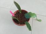 4 gewortelde epiphyllum stekken zonder naam, Huis en Inrichting, Ophalen of Verzenden, Cactus, In pot, Halfschaduw