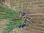 Bieslook, Ophalen, Eenjarig, Groenteplanten, Volle zon