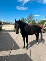 Huis gezocht voor paard, Dieren en Toebehoren, Stalling en Weidegang