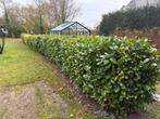 30 meter Laurierhaag gratis af te halen, Tuin en Terras, Planten | Struiken en Hagen, Ophalen of Verzenden, Overige soorten, 100 tot 250 cm