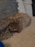 Dwerg teddy konijn, Dieren en Toebehoren, Konijnen, Mannelijk, Dwerg, 0 tot 2 jaar