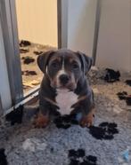 American bully micro/pocket puppy, Rabiës (hondsdolheid), Meerdere, 8 tot 15 weken, Meerdere dieren