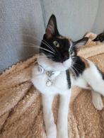 2 Kittens aftehalen, Dieren en Toebehoren, Meerdere dieren, Kortharig, 0 tot 2 jaar