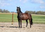 Te koop lieve fokmerrie draagmerrie pleegmerrie weidemaatje, Dieren en Toebehoren, Paarden, 11 jaar of ouder, Merrie, Ingeënt