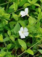 Vinca minor Elisa. Kleine maagdenpalm bodembedekkers, Bodembedekkers, Vaste plant, Ophalen of Verzenden, Halfschaduw