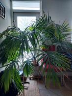 Grote kamerplant. Gratis af te halen, Tuin en Terras, Ophalen, Volle zon