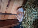Goudhamster, Dieren en Toebehoren, Knaagdieren, Hamster, Juni, Vrouwelijk, Tam