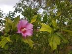 Sering struik. Hibiscus struiken lampion struiken enz., Tuin en Terras, Planten | Struiken en Hagen, Ophalen, Overige soorten