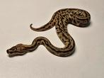 1.0 fire leopard spotnose pos yb het clown ball python, Dieren en Toebehoren, Reptielen en Amfibieën, Slang, 0 tot 2 jaar