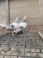 Musul takla boz, Dieren en Toebehoren, Meerdere dieren