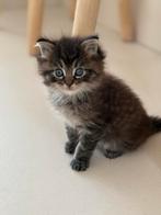Ragdoll x brits langhaar katertje 7 weken oud, Dieren en Toebehoren, Kater, Ontwormd, 0 tot 2 jaar