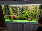 Aquarium 79 cm breed 120 hoog icl kast aquarium 49 cm hoog, Dieren en Toebehoren, Vissen | Aquaria en Toebehoren, Ophalen of Verzenden