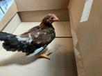 Welsumer kriel een haan, Dieren en Toebehoren, Pluimvee