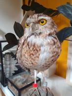 Opgezette uil ,athene cunicularia, Geslacht onbekend, Overige soorten