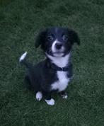 Schattige Border Collie x Friese Stabij pup, Dieren en Toebehoren, Rabiës (hondsdolheid), 8 tot 15 weken, Teef, Collie