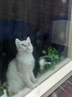 Britse korthaar met blauwe ogen, Dieren en Toebehoren, Katten en Kittens | Raskatten | Korthaar, Kater, Ontwormd, 0 tot 2 jaar