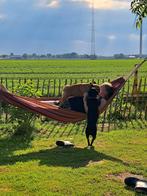 Hondenoppas in huiselijke sfeer, Ophalen of Verzenden