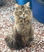 Cats - katten—Maine Coon & European Longhair kat te koop, Dieren en Toebehoren, Katten en Kittens | Overige Katten