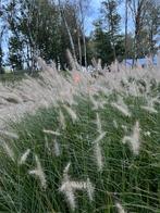 Lampepoetser gras Hameln, Tuin en Terras, Planten | Tuinplanten, Ophalen, Siergrassen, Halfschaduw