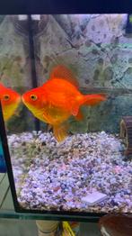 Goudvis 15 cm, Dieren en Toebehoren, Vissen | Aquariumvissen, Vis, Zoetwatervis