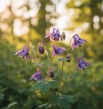 Zaden van de akelei, Ophalen of Verzenden, Volle zon